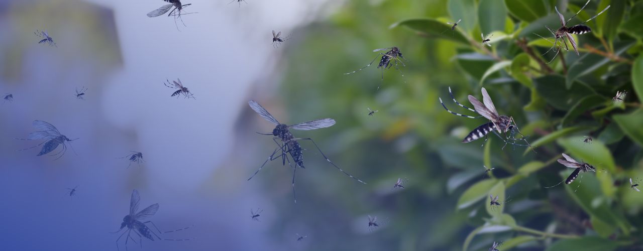 Seguro de vida cobre morte por dengue ou outras epidemias? 